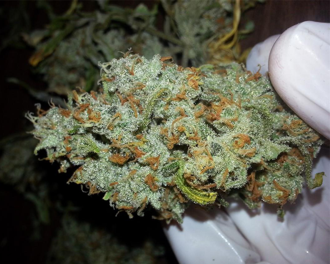 strain-of-the-week-super-lemon-haze-flower-nugg