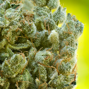 Gorilla Glue #4 -- Harvest Bloom Medical Marijuana Delivery Service