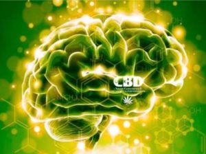 CBD brain