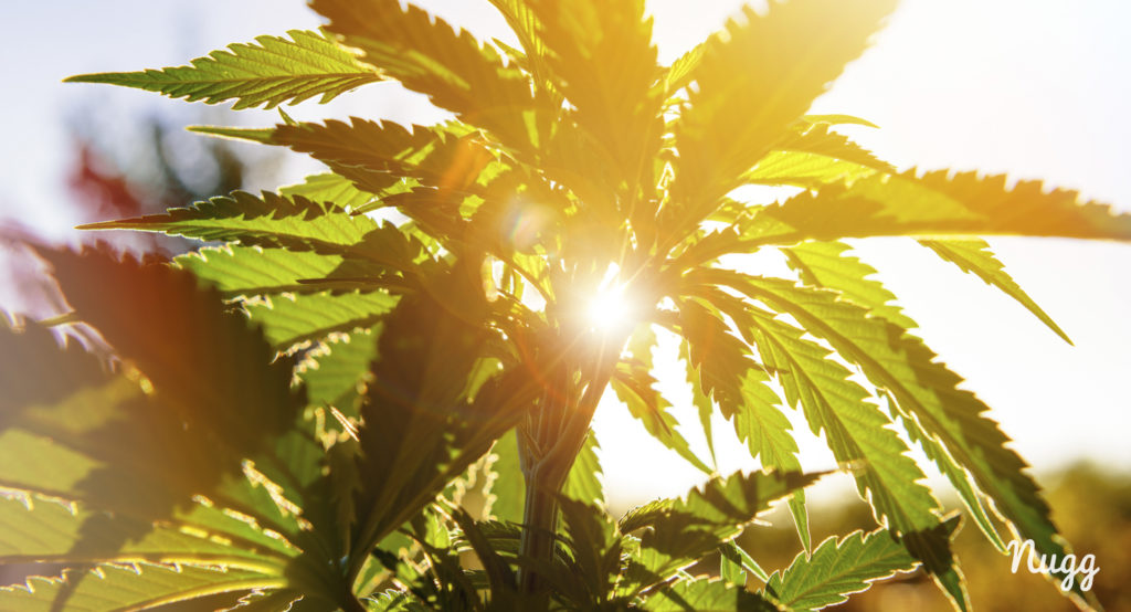 Medical Marijuana Plant in the outdoors