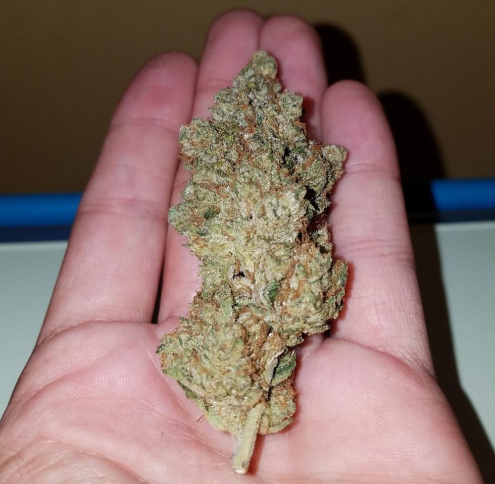 L.A. Kush "Red Box" 3.5g Indica Strain (2019 Review) Nugg