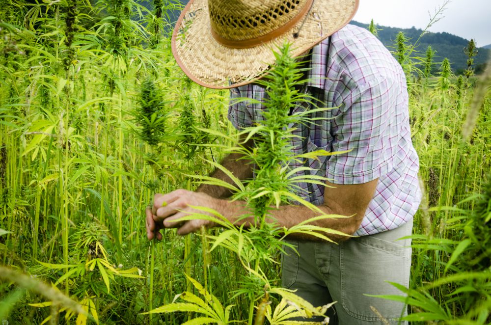 cannabis farmer outside