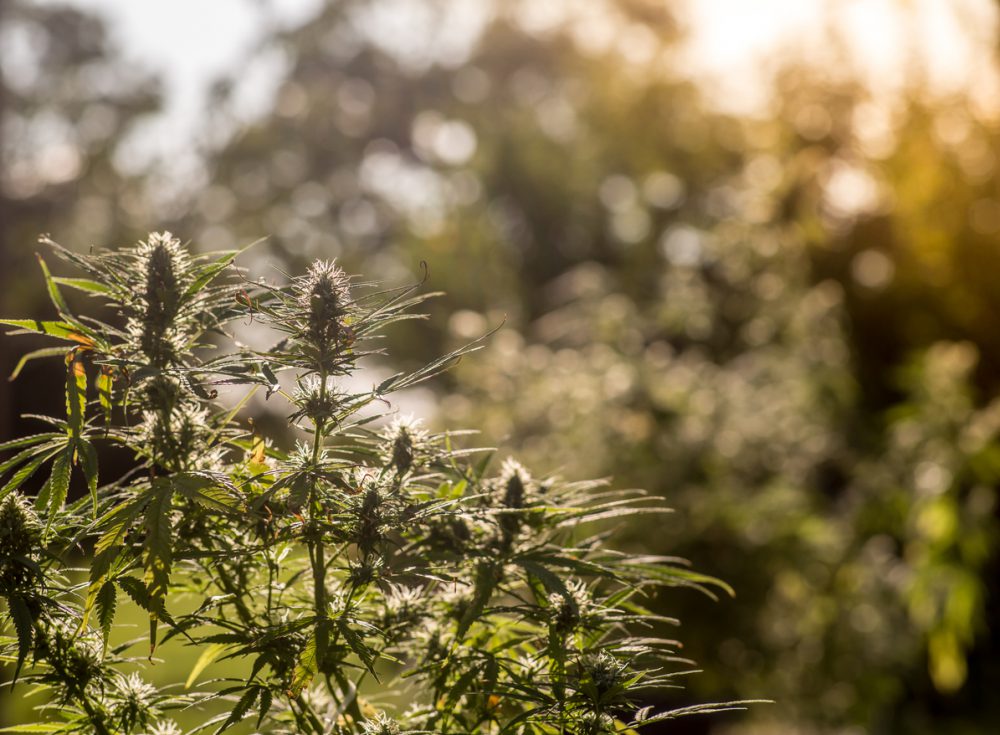 A medical marijuana plant in a garden at sunset